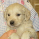 goldern retriever puppy for sale