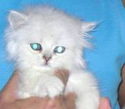 full pedigree persian kittens,  2boys 2 girls