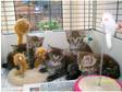 5 Gorgeous Tabby Kittens for Sale