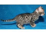 Charming Bengal Kittens For Sale