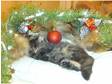 Longhair kitten for Christmas