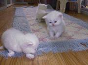 Adorable White Persian Kittens available to reserve