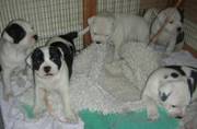 5 Staffordshire Bull Terrier Pups