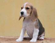 Sweet beagle puppies for re-homes