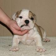 Miniature English Bulldogs Puppies For Re-homing