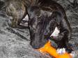 FREE TO A GENUINE GOOD HOME Gorgeous 5 month old staffy boy