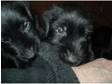 giant schazner x doberham puppies for sale £250