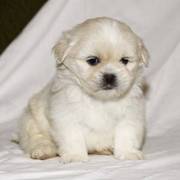 Lhasa Apso puppies ready for a new year