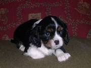We Have M/F Cavalier King Charles Spaniels Puppies