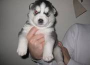 Kc Registered Siberian Husky Puppies For Caring Homes