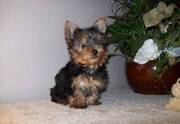 Sweet Yorkshire Terrier Puppies For Adoption