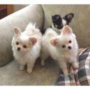 chihuahua puppies ready to go fo new home