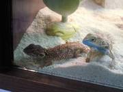 Shield tailed agama pair for sale *RARE* (male and female)