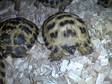 Horsfield Tortoises for Sale. Se London