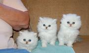 Nice persian kittens 