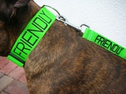 Colour coded dog harness / lead / collar staffordshire bull terrier rottweiler