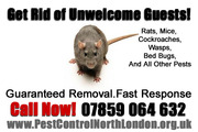 Rats Pest Control North London 07859 064 362