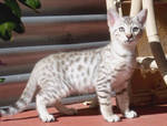 Savannah Kittens For Adoption.