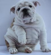 Wrinkle English Bulldog Puppies For Sale.