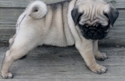 Pug  puppies for sale