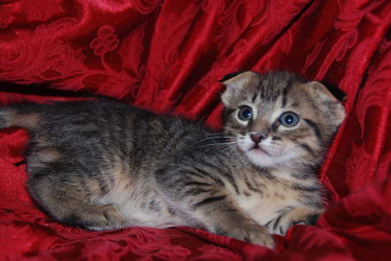 Scottish Fold Manx Cross Kittens For Sale London Cats for sale