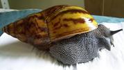 achatina varicosa and other giant african land snails for sale