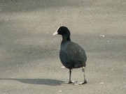 Free Bird Walk in Ruskin Park, Lambeth