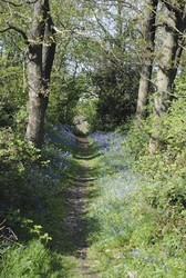 Wild Plant ID and Photography Walk in Abbey Wood