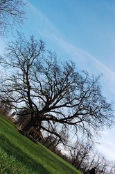 Free Summer Tree ID Walk in Ruskin Park,  Lambeth