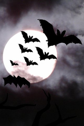 Free Bat walk in Ruskin Park,  Lambeth,  London