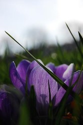 Free Wildflower Walk in Ruskin Park, Lambeth