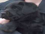 12 Weeks old black labrador puppy male loving