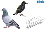 Bird & Pigeon Control Specialists in London