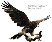 Bird Control & Proofing Solutions from Professionals