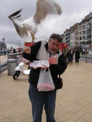 Seagull Control - Get Preventive Measures from Total Bird Control