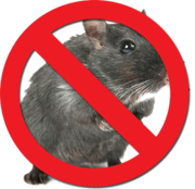 Get Rodent pest control Services in the UK at Affordable Rates