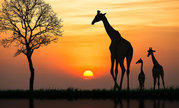 African Safari Holidays UK at Cassis Travel