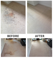 Efficient Carpet Cleaning in Greenwich
