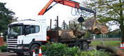 Looking for experienced Tree Surgeons in Middlesex?