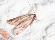 Moth Control |Pest Gone Environmental