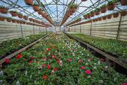 About Greenhills Nursery Ltd and Plants and Trees Nursery In UK