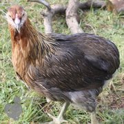 Online Rare Breed Chicken Supplier in UK 