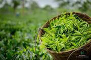 Halmari Tea Online Store To Buy Tea Loose Leaf.