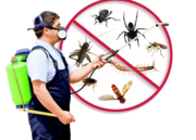 Pest control Twickenham