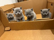 British shorthair Kittens