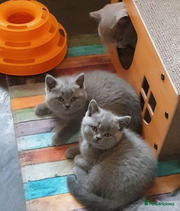 Blue British Shorthair Kittens For Sale