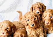 Cockapoo puppies