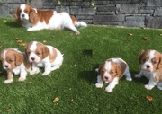  Cavalier King Charles Spaniel Puppies