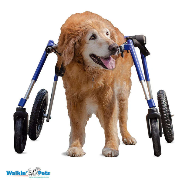 Wheels4dogs