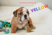 Healthy english bulldog puppies